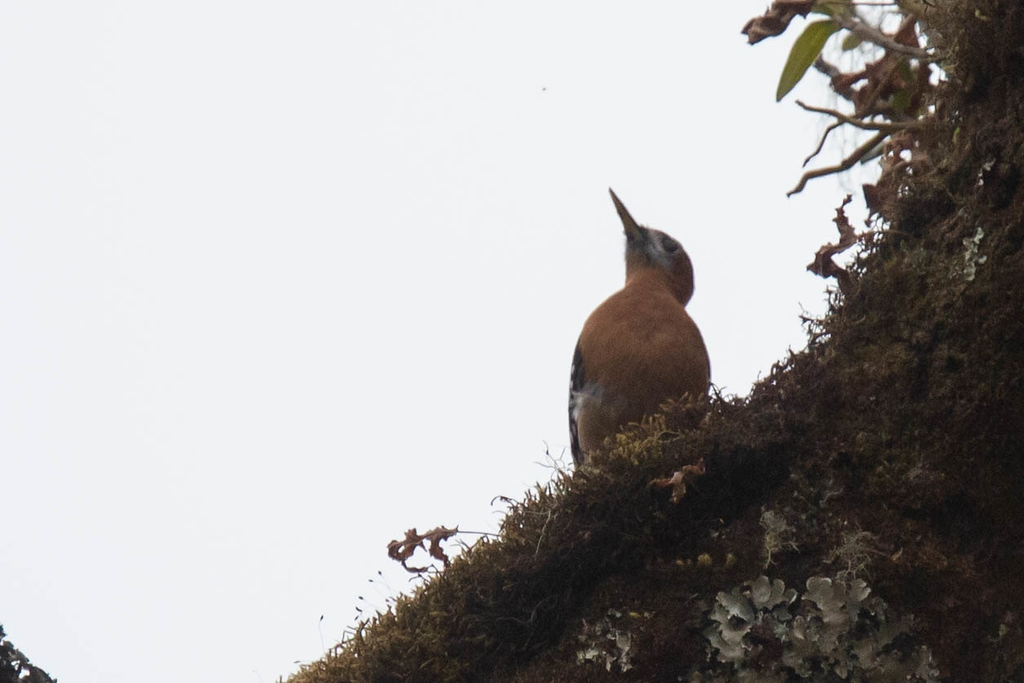 Rufous-bellied Woodpecker - ML141138141