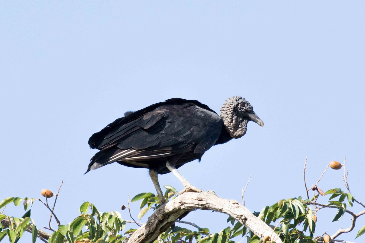Black Vulture - Linda Rudolph