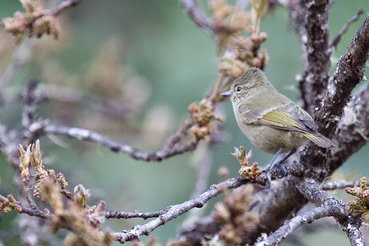 Yellow-browed Tit - ML141138531