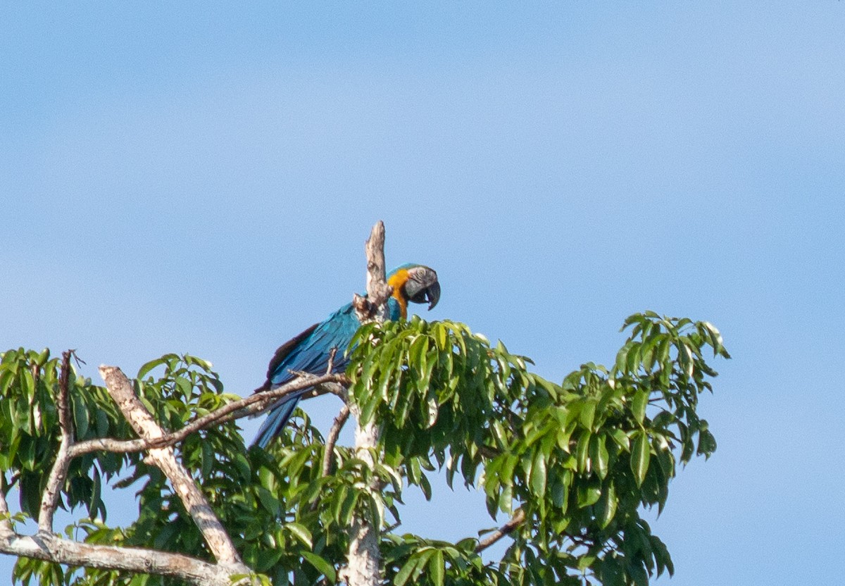 Blue-and-yellow Macaw - Susan Mac