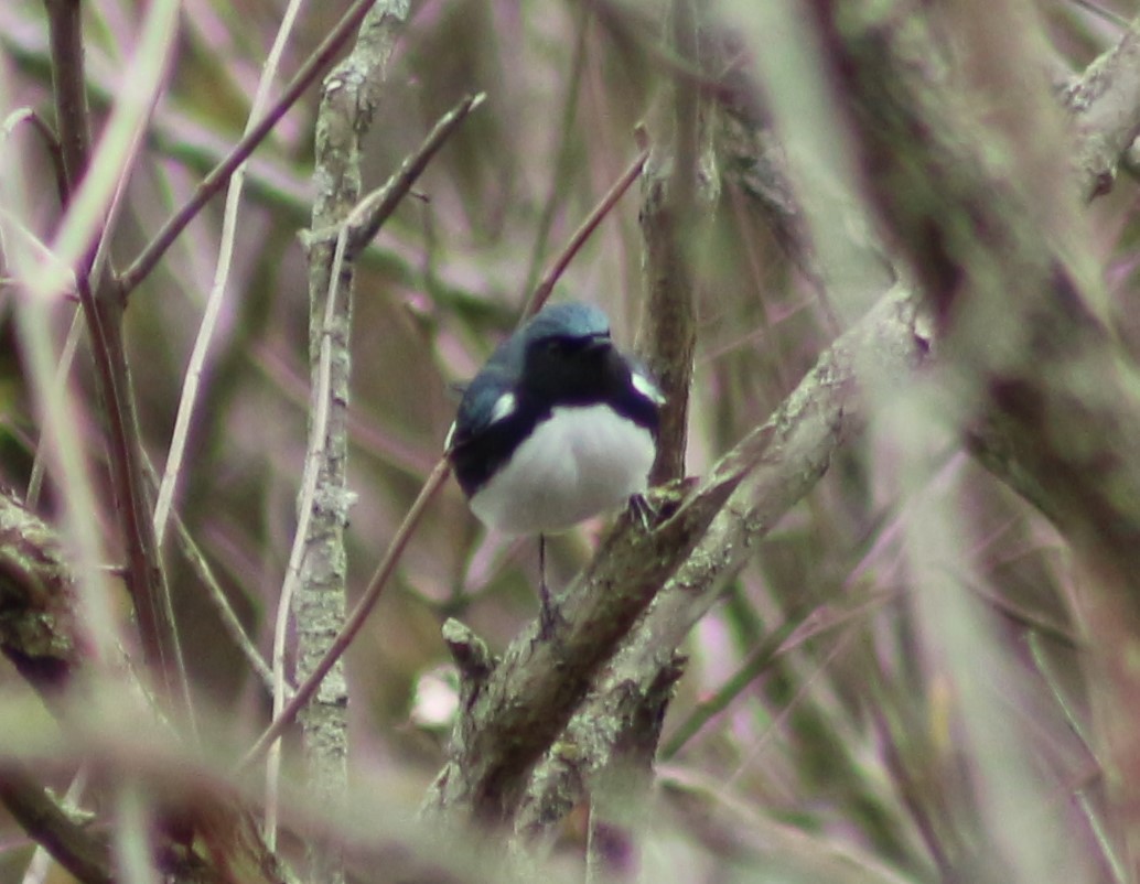 Black-throated Blue Warbler - ML141139011