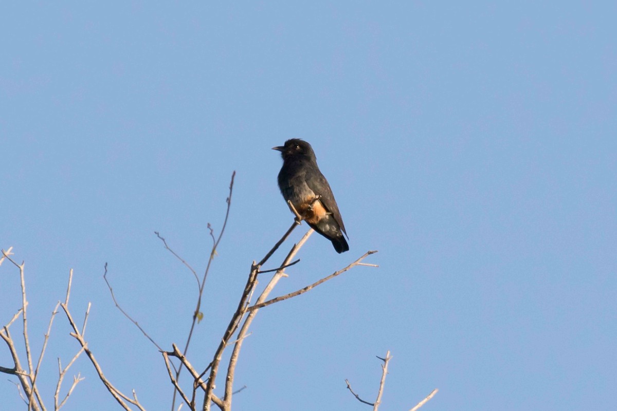 Swallow-winged Puffbird - ML141139321