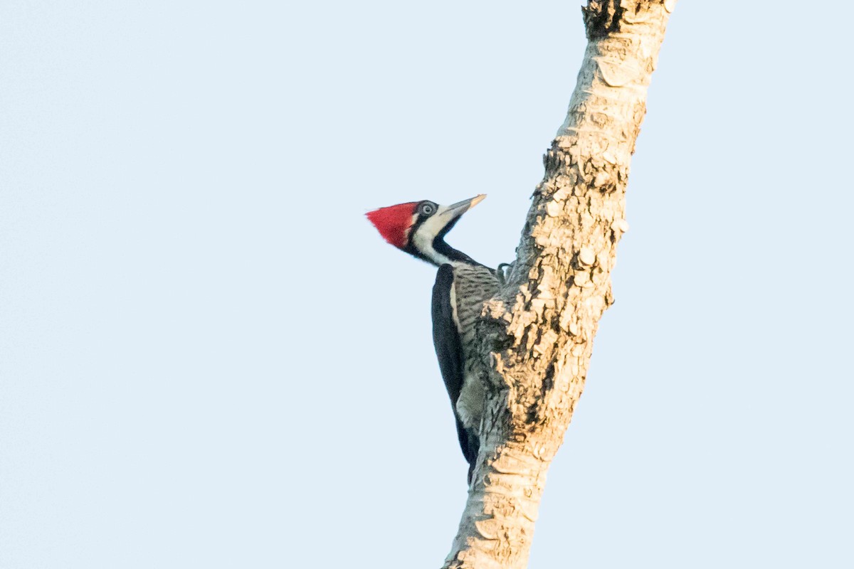 Lineated Woodpecker - ML141140001