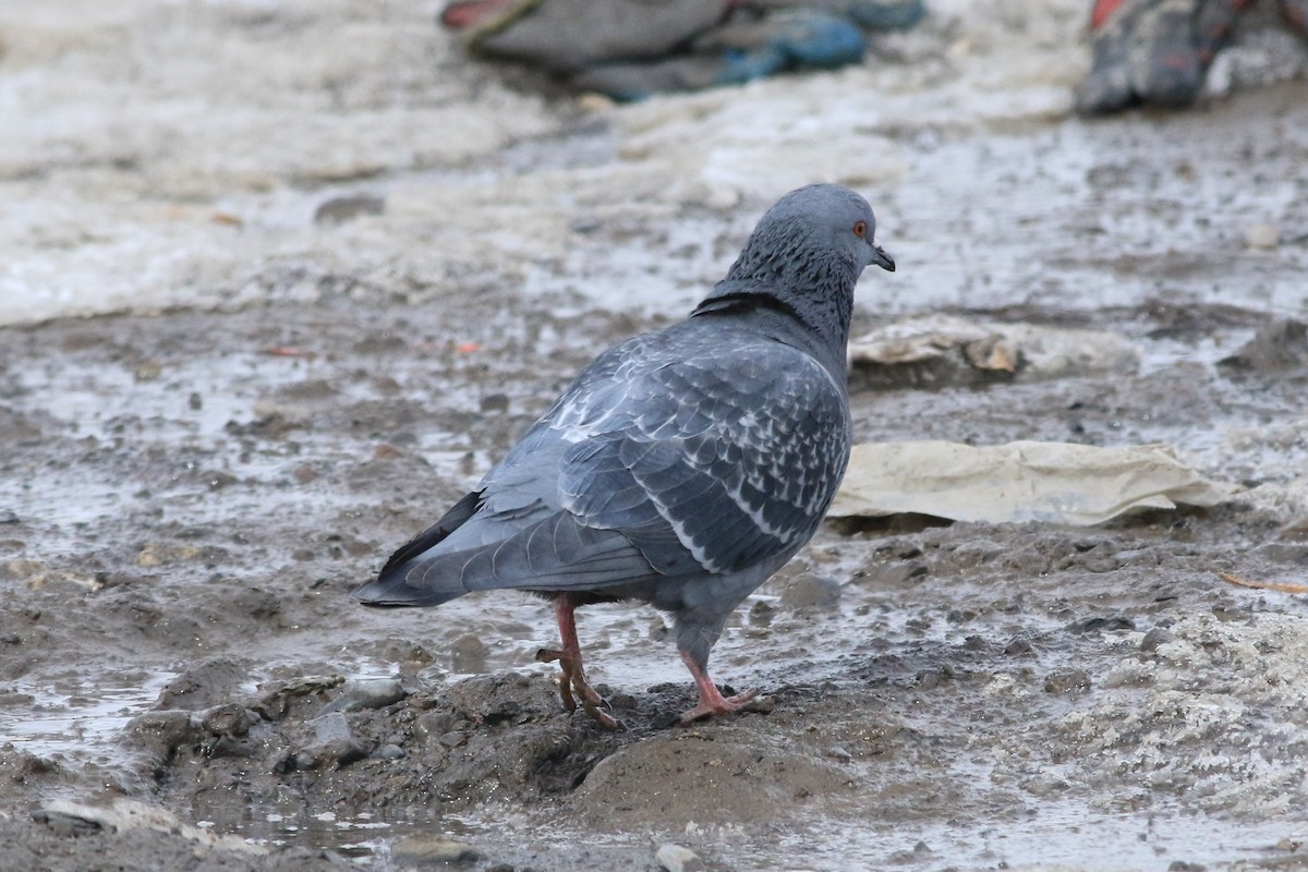 Rock Pigeon (Feral Pigeon) - ML141140711