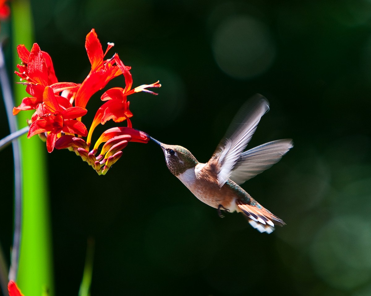 Rufous Hummingbird - Scott DeSelle