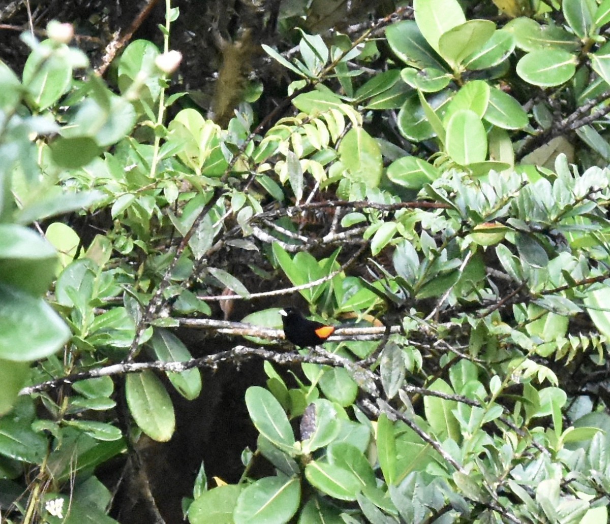 Flame-rumped Tanager - ML141141471