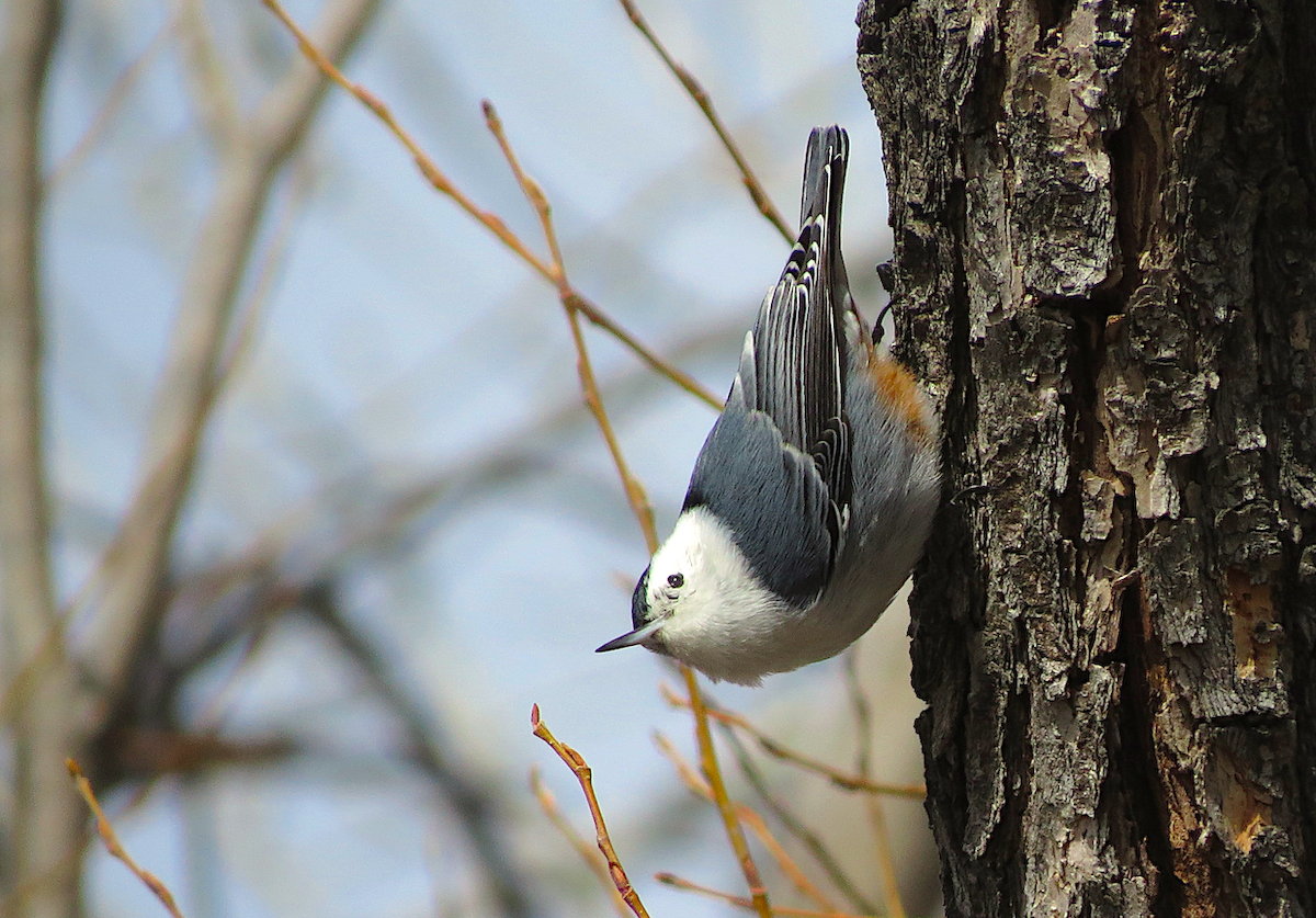White-breasted Nuthatch - Ted Floyd