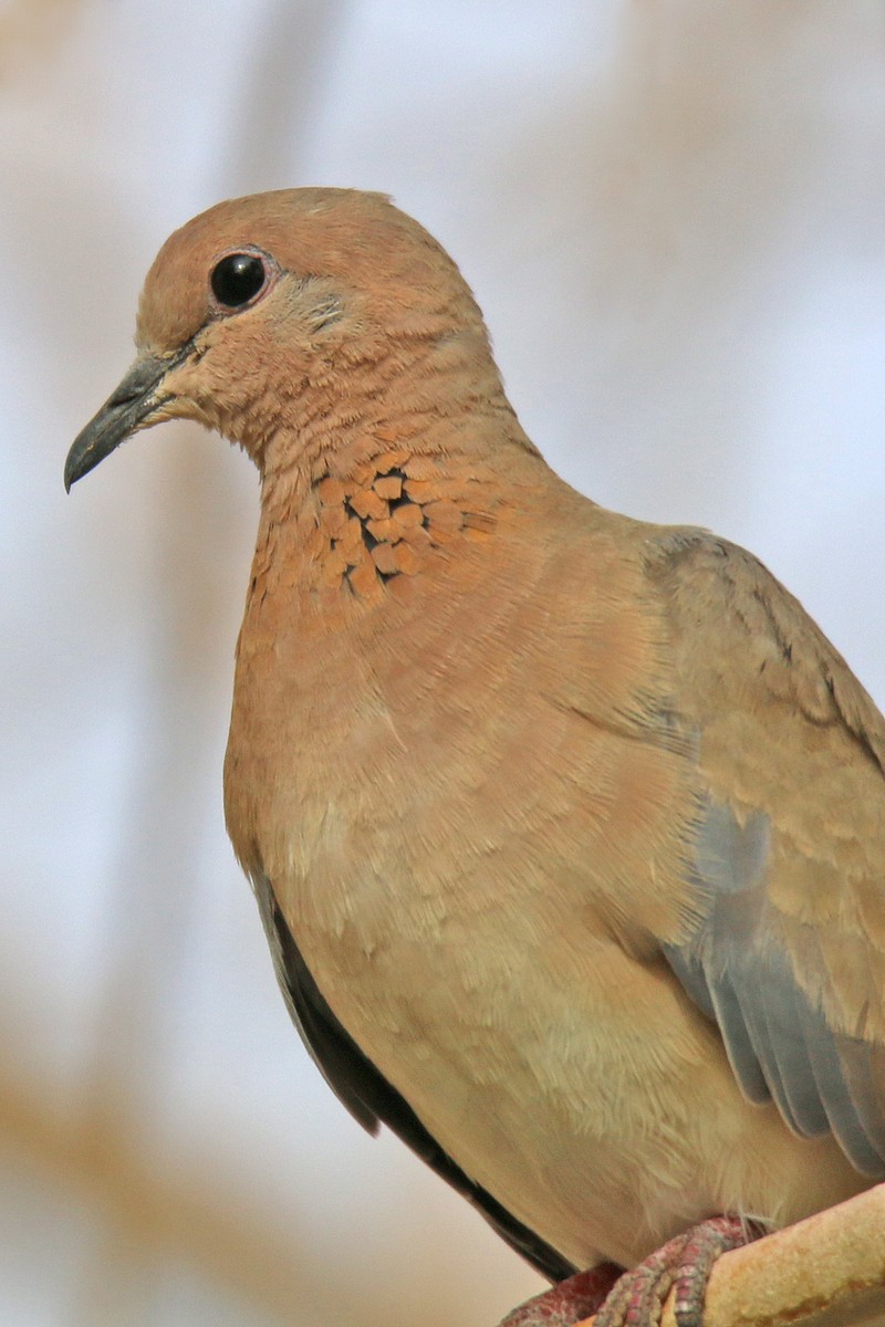 Laughing Dove - S S Suresh