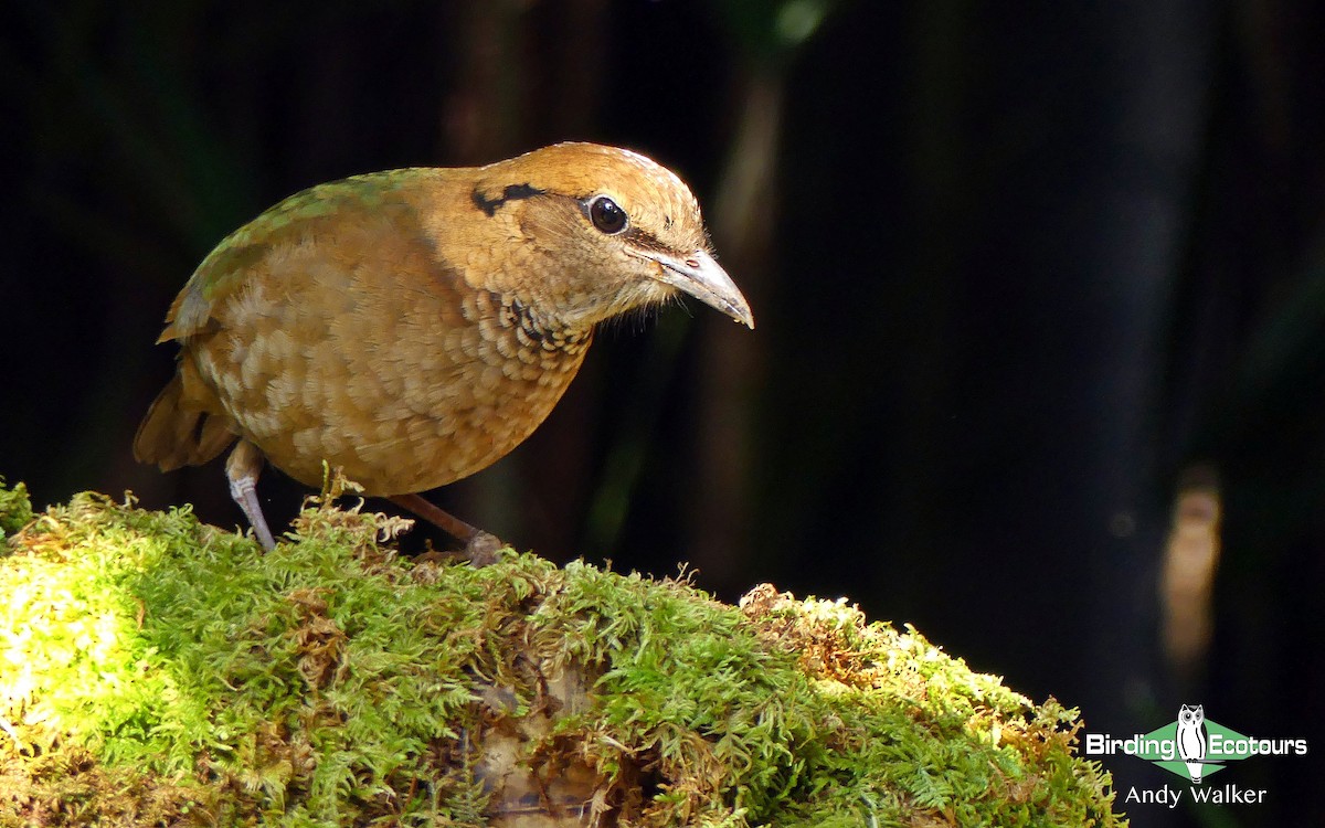 Rusty-naped Pitta - Andy Walker - Birding Ecotours