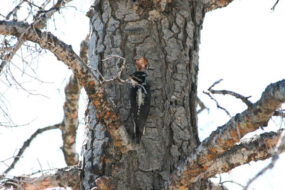 American Three-toed Woodpecker - Taylor Long