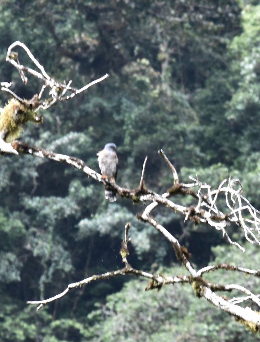 Double-toothed Kite - ML141142761