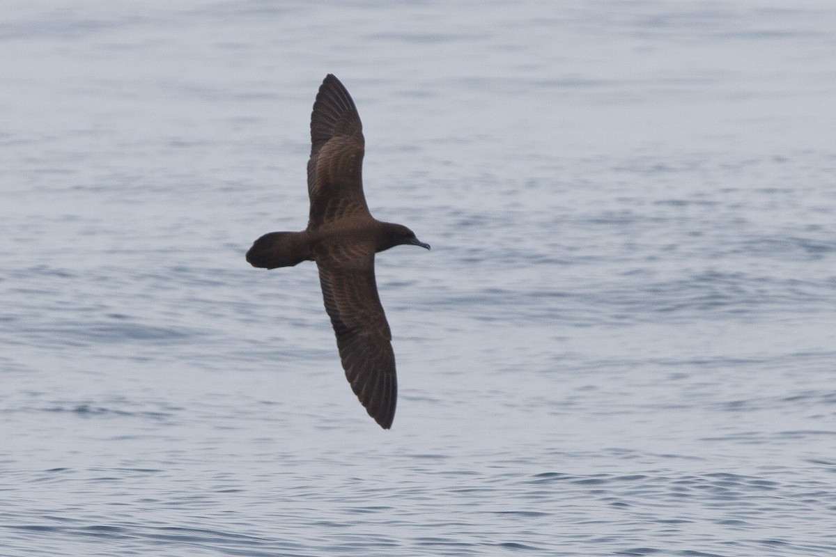 Wedge-tailed Shearwater - Mike Prince
