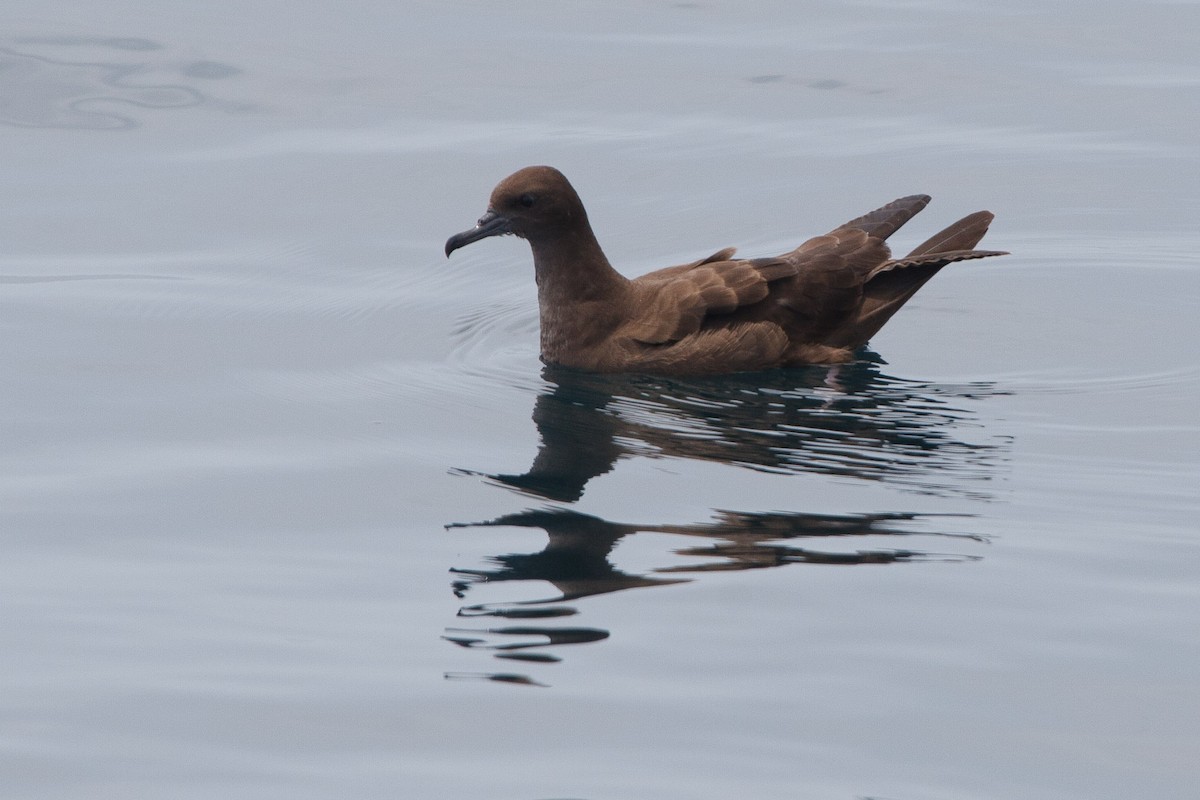Wedge-tailed Shearwater - Mike Prince