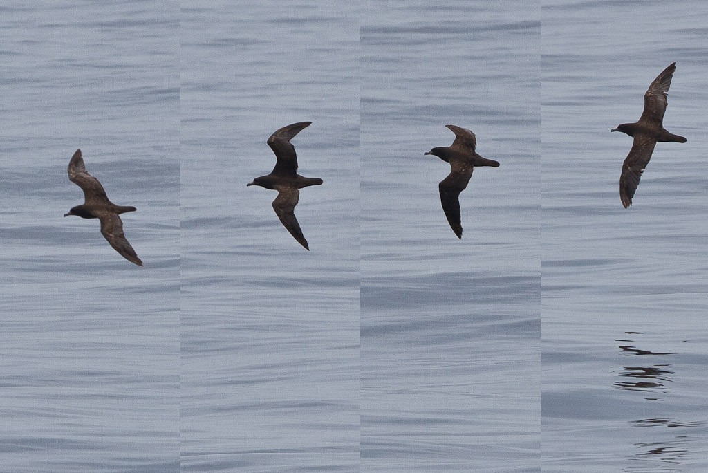 Flesh-footed Shearwater - Mike Prince
