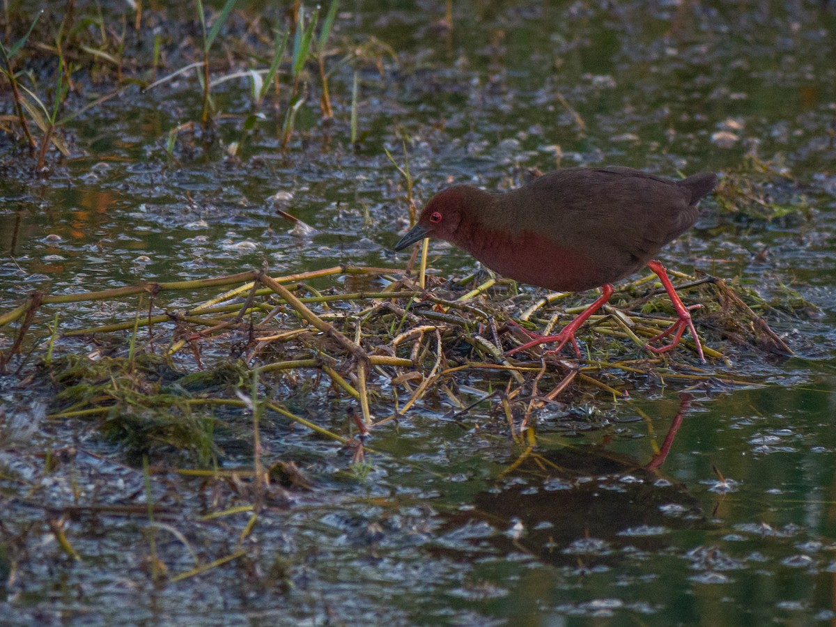 Ruddy-breasted Crake - Mike Prince