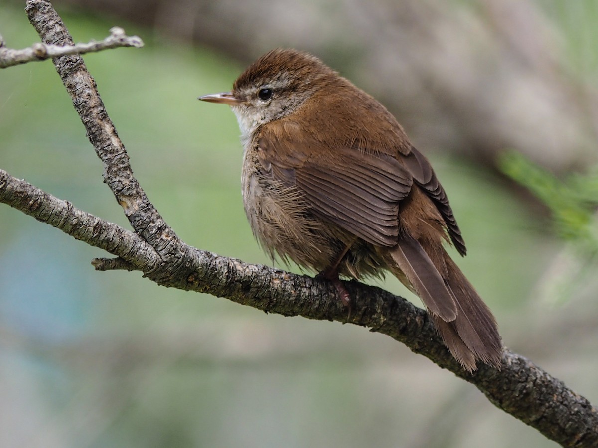 Cetti's Warbler - Mike Prince