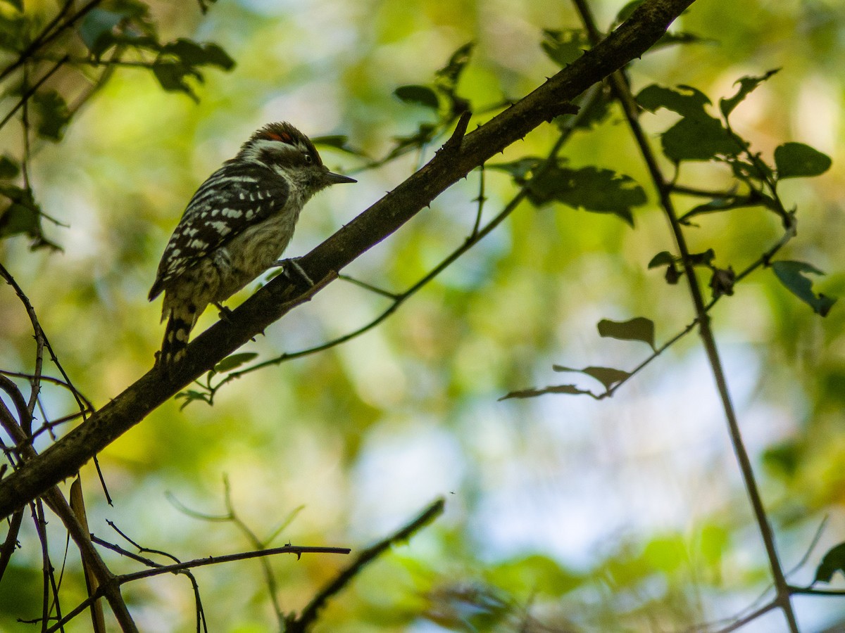 Brown-capped Pygmy Woodpecker - ML141145961