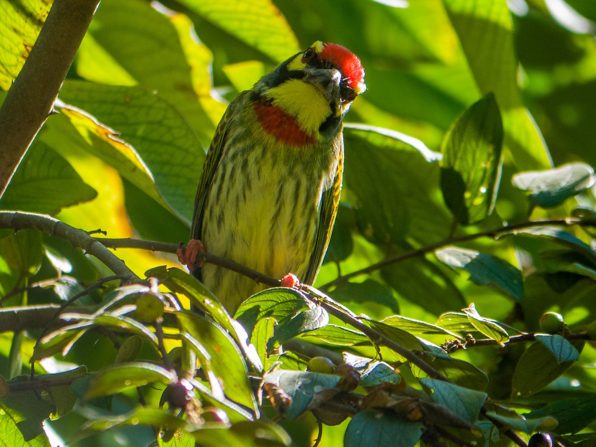 Coppersmith Barbet - Mike Prince