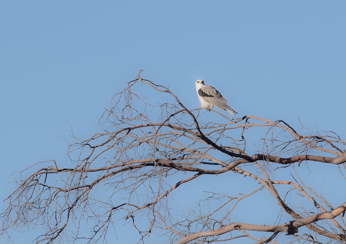 White-tailed Kite - ML141146891