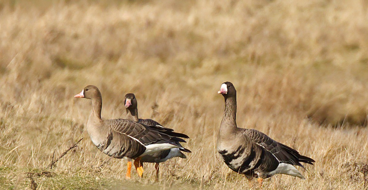 Greater White-fronted Goose - ML141147031