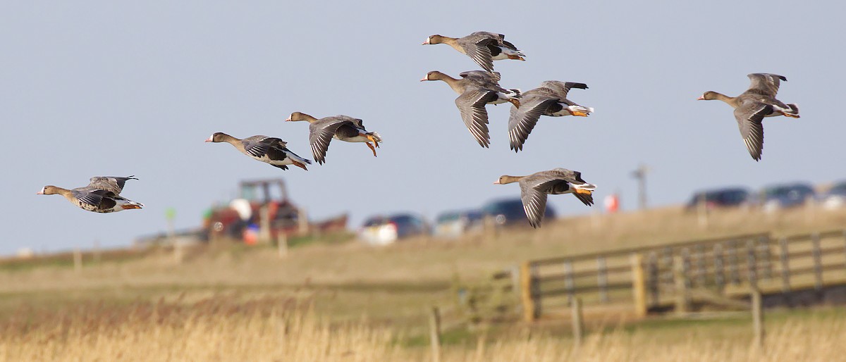 Greater White-fronted Goose - ML141147111