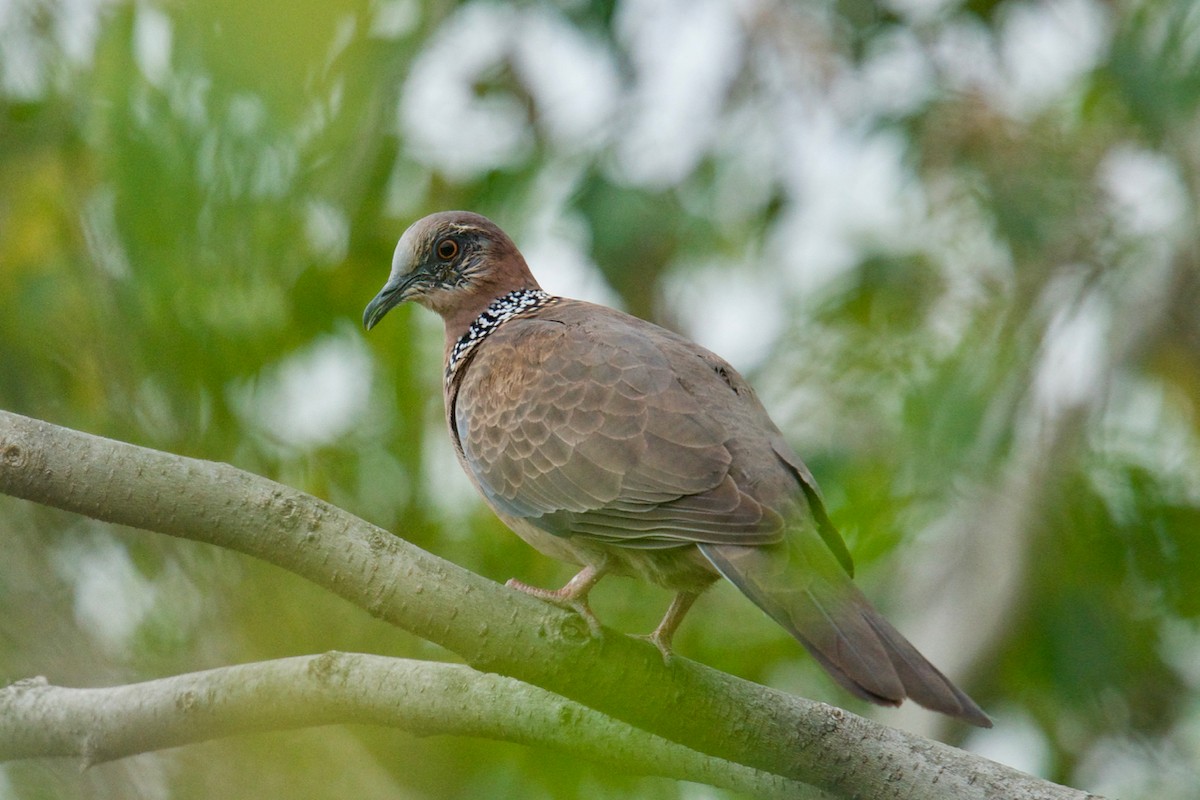 Spotted Dove - Qin Huang