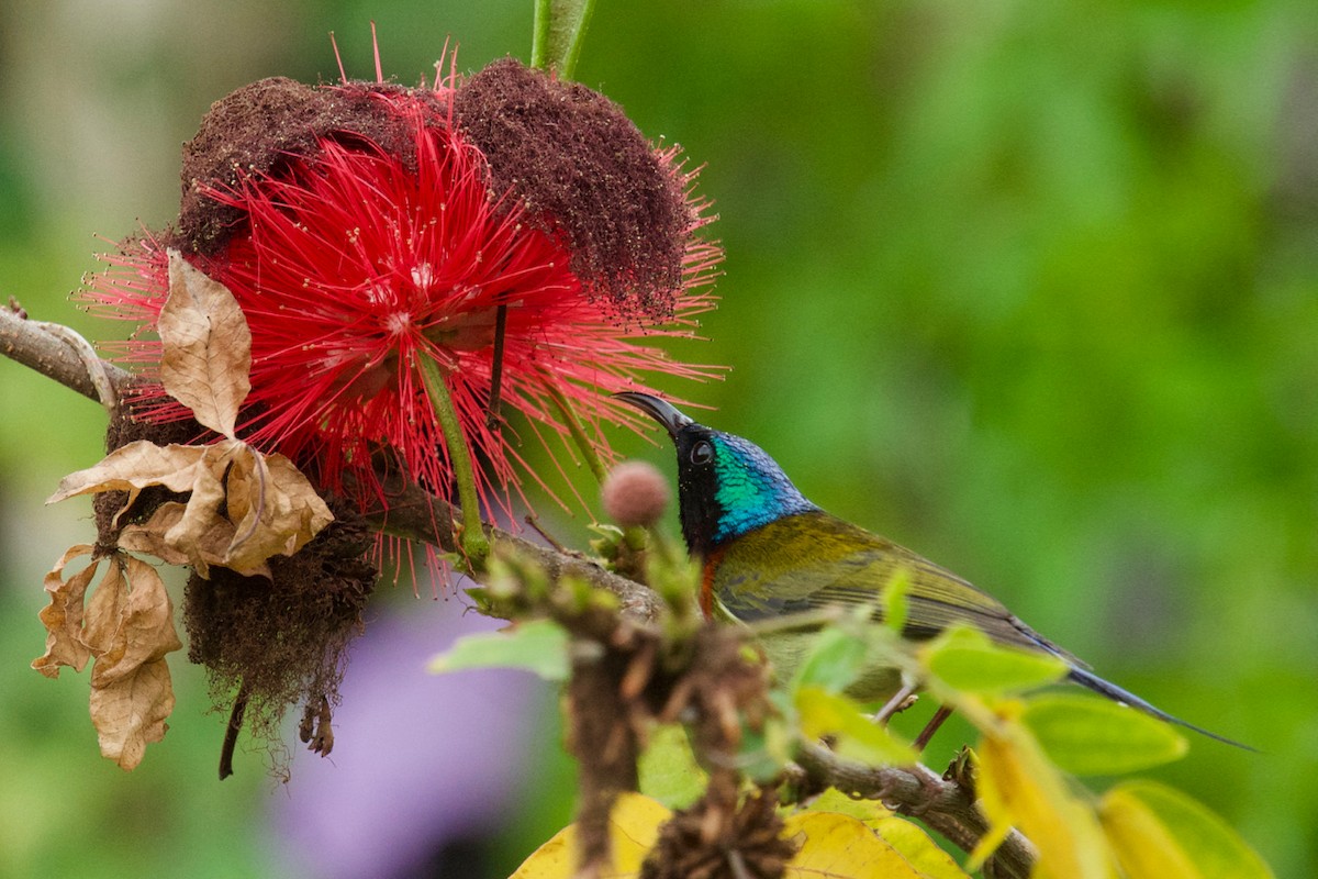 Fork-tailed Sunbird - Qin Huang