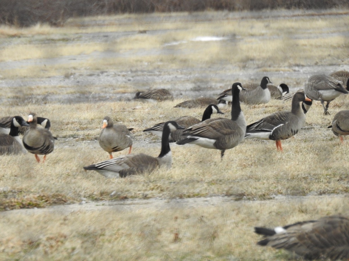 Greater White-fronted Goose - ML141151271