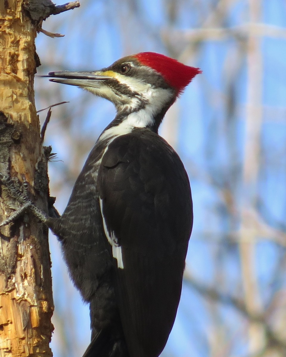 Pileated Woodpecker - David Littlepage