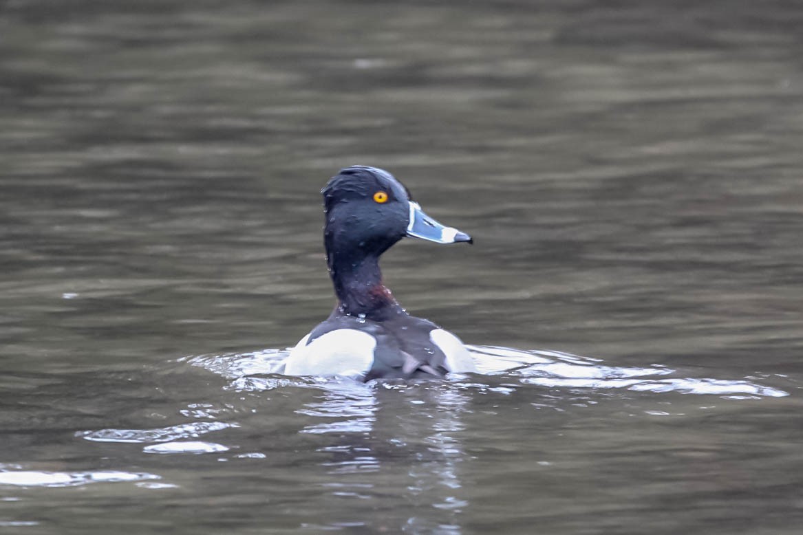Ring-necked Duck - Jason Taylor