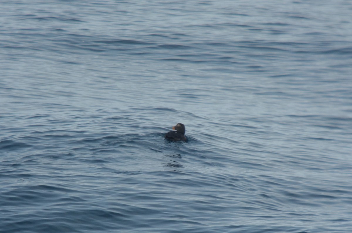 Tufted Puffin - ML141153451