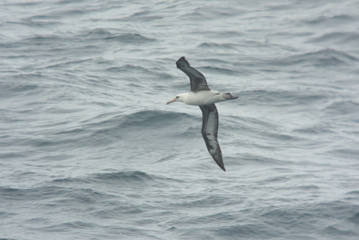 Laysan Albatross - ML141153691