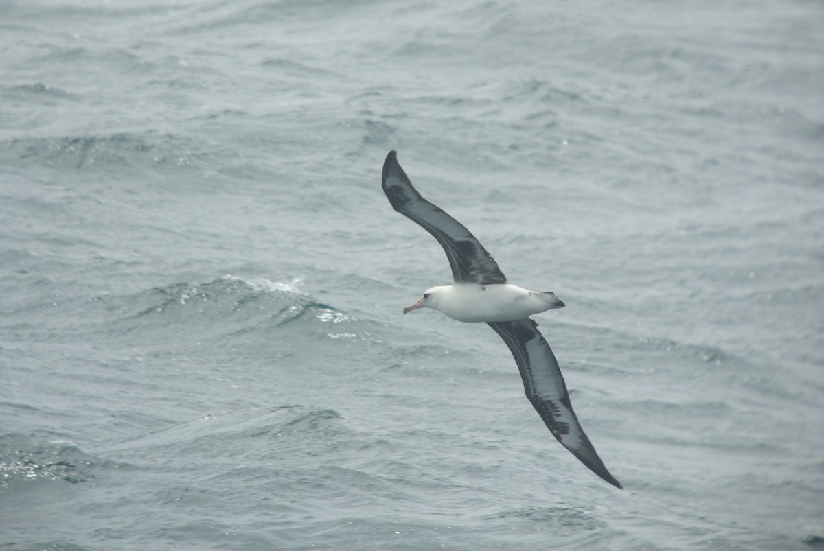 Laysan Albatross - ML141153751