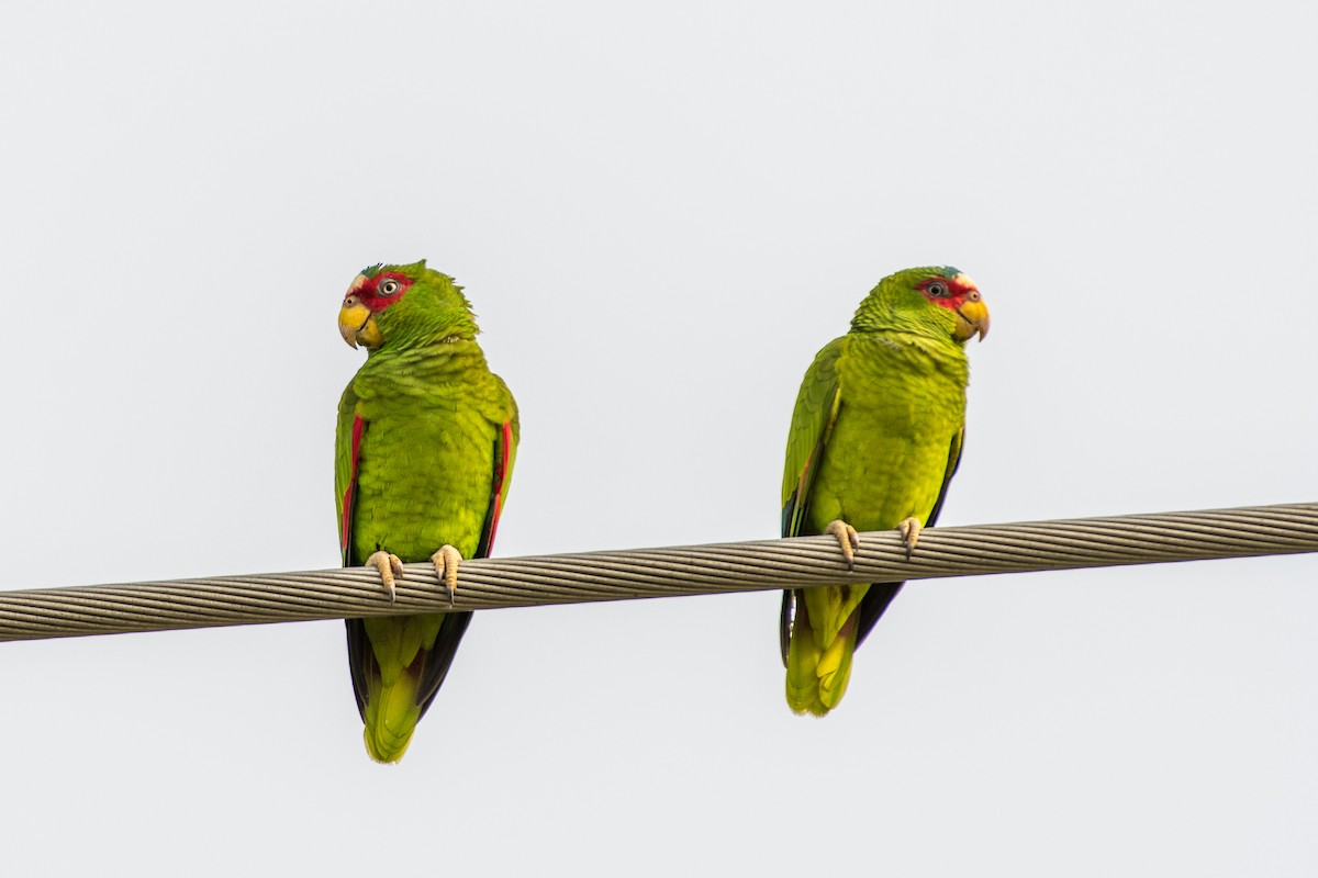 Red-lored Parrot - Jeff Cooper
