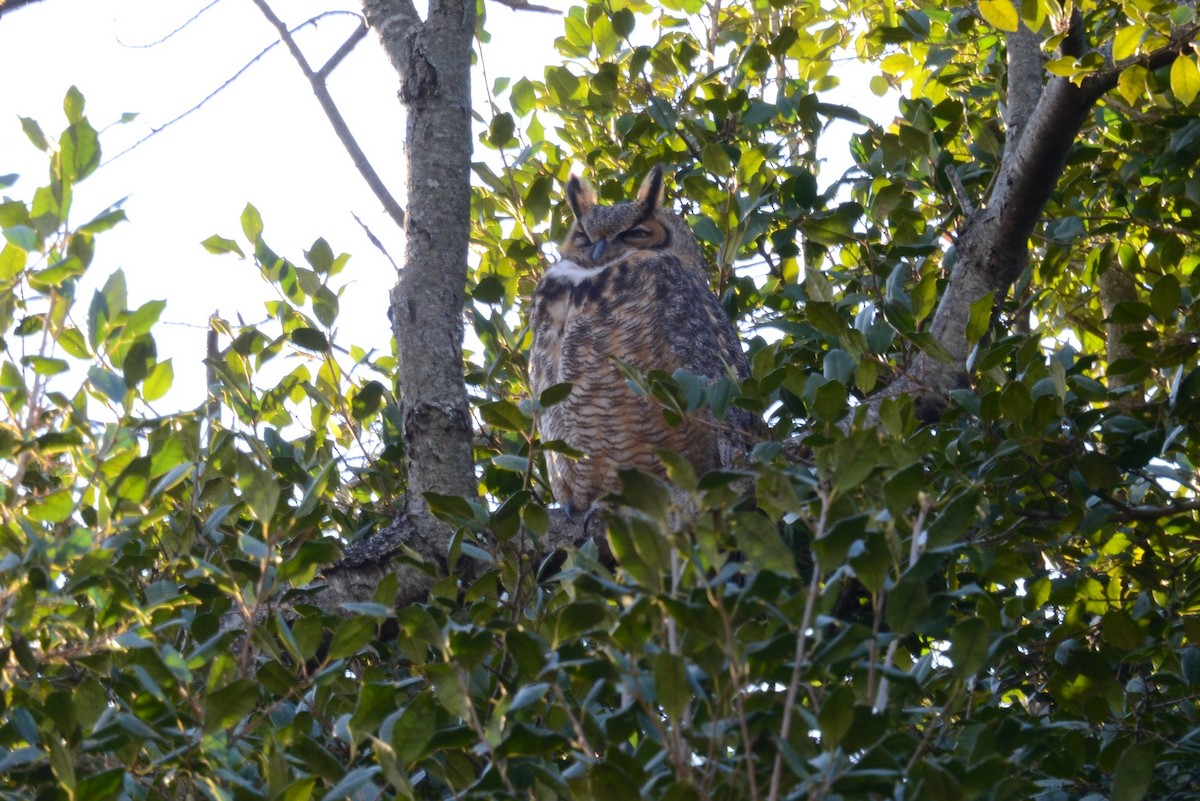 Great Horned Owl - ML141154201