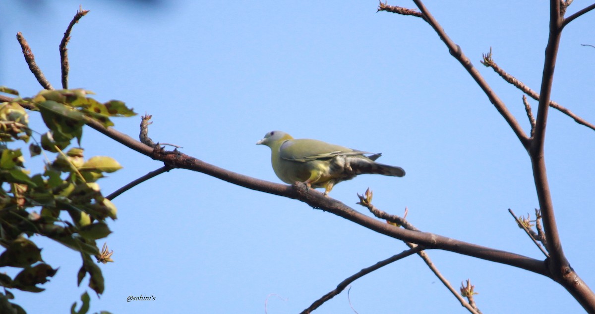 Yellow-footed Green-Pigeon - SOHINI GHOSH