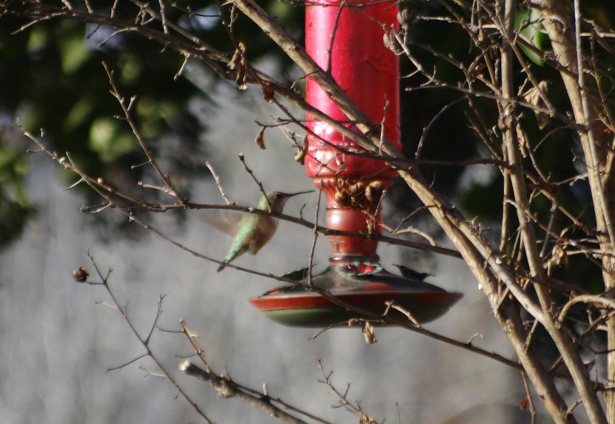 hummingbird sp. - Gloria Treseder