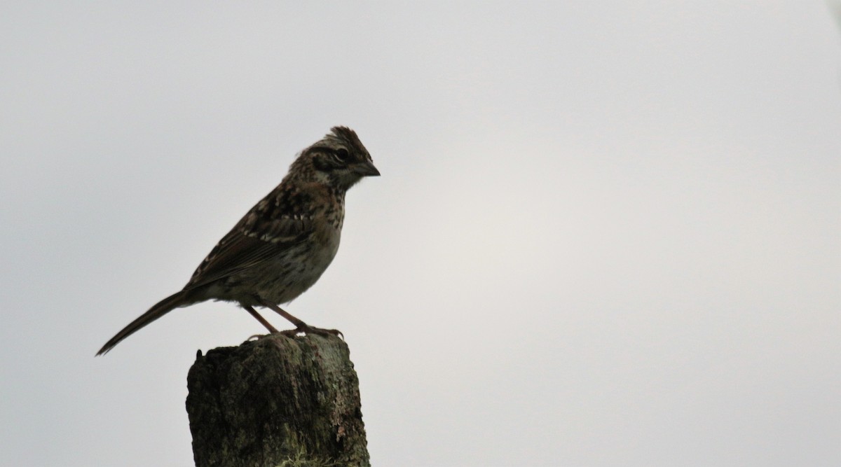 Rufous-collared Sparrow - ML141156101