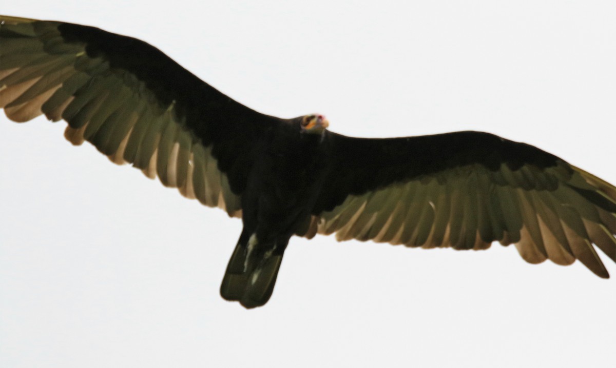 Lesser Yellow-headed Vulture - ML141156171