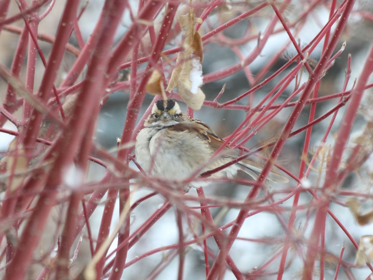 White-throated Sparrow - Craig Salisbury
