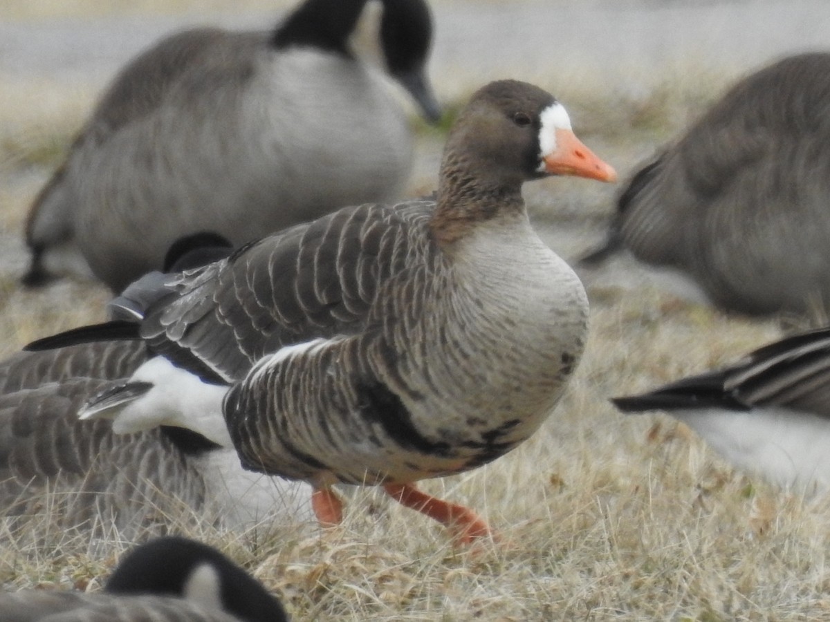 Greater White-fronted Goose - ML141157231