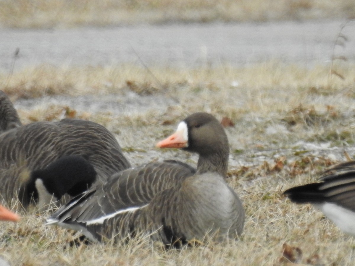 Greater White-fronted Goose - Bruce Hoover