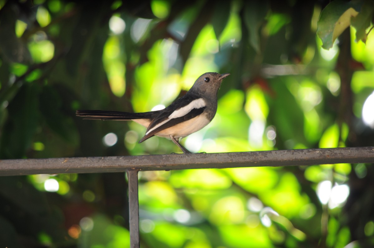 Philippine Magpie-Robin - Myles Holar