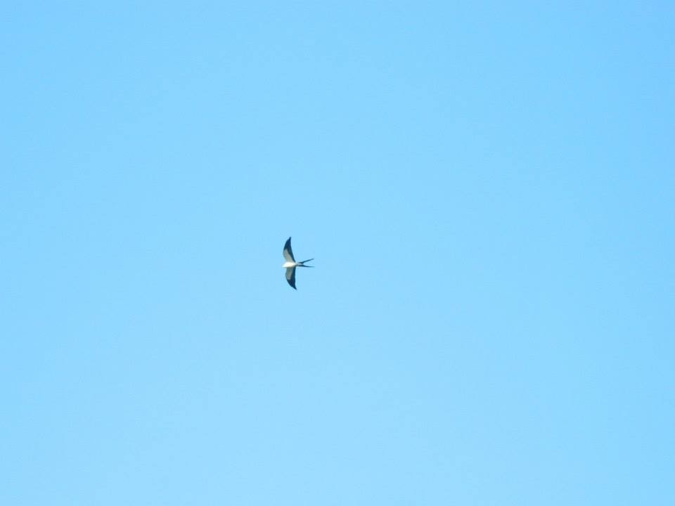 Swallow-tailed Kite - Lea Shortt