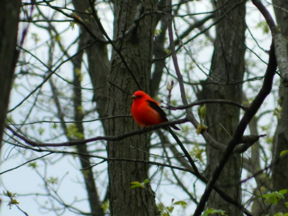 Scarlet Tanager - ML141158971
