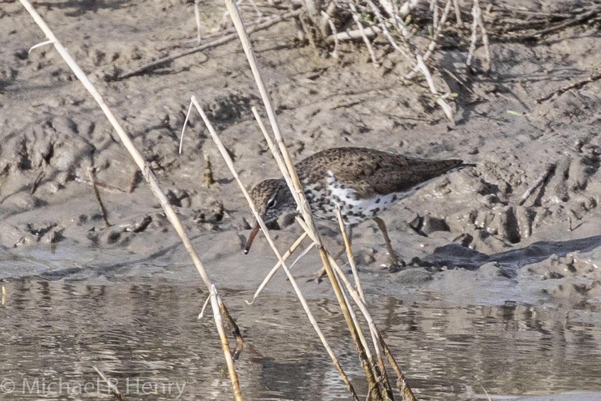 Spotted Sandpiper - Michael Henry