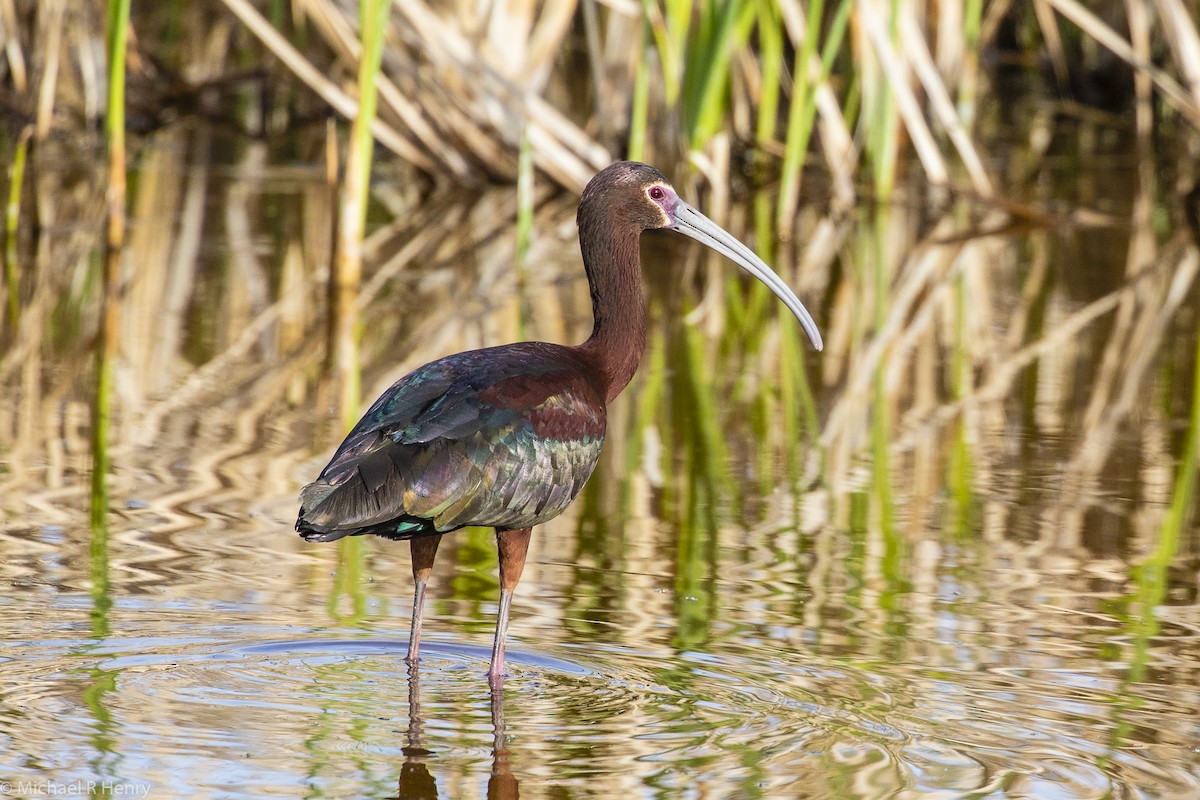 White-faced Ibis - Michael Henry