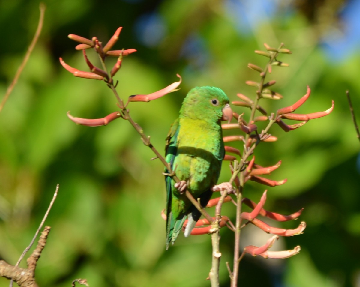 Orange-chinned Parakeet - Kevin Empey