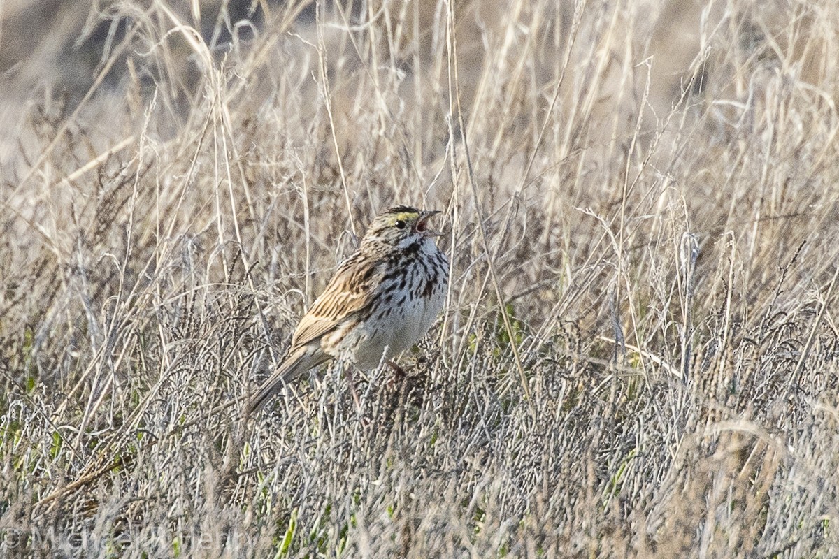 Savannah Sparrow - ML141161851