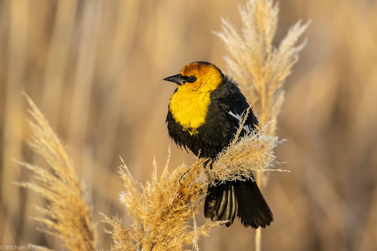 Yellow-headed Blackbird - Michael Henry